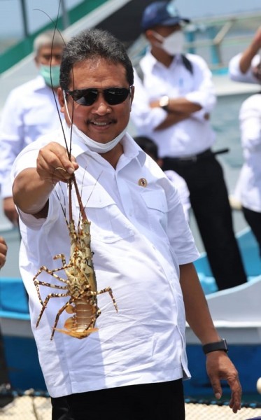 KKP Resmi Larang Ekspor Benur untuk Majukan Budidaya Lobster Nasional