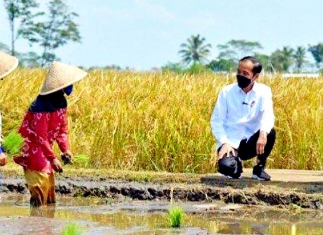 Presiden Jokowi meninjau sawah petani