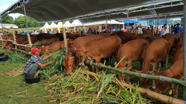 Peternakan sapi potong 