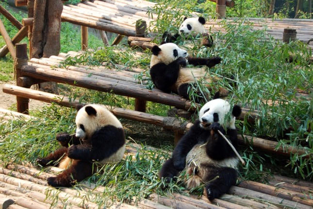 Panda di China (Dok: eco-business.com)