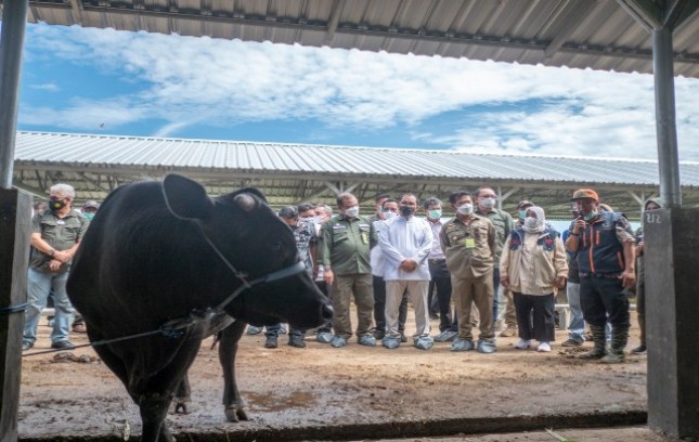 Menteri Syahrul Yasin Limpo melihat hewan kurban