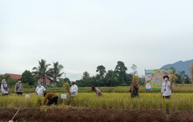 Petani memanen padi di sawah