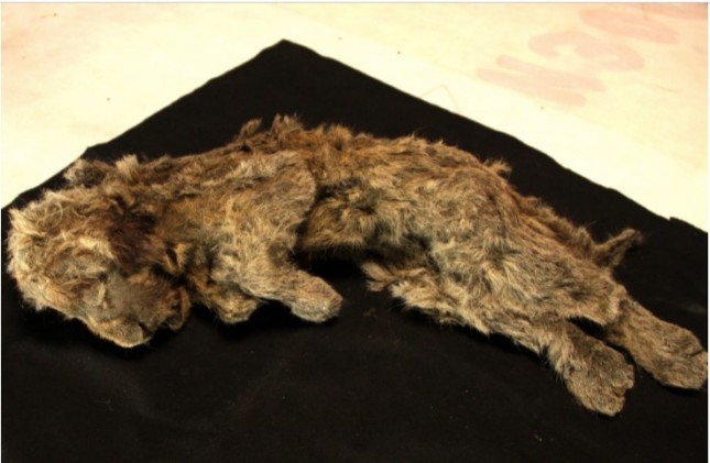 Mumi Anak Singa Usia 28 Ribu Tahun ditemukan di Siberia (Foto: nypost.com)