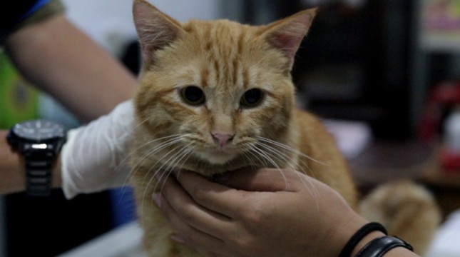 Seekor Kucing yang sedang menjalani perawatan dokter hewan