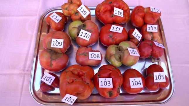Kontes Tomat Jelek di Spanyol (Foto: news.yahoo.com)