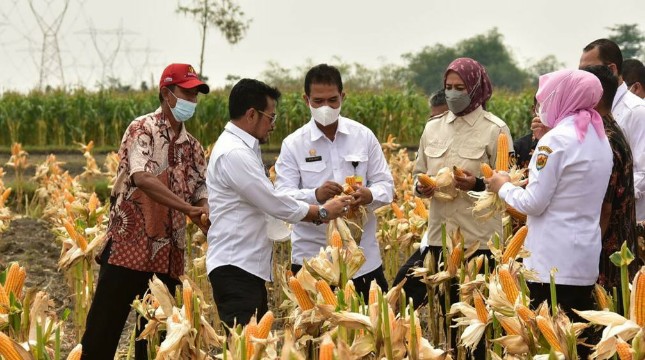 Menteri Pertanian Syahrul Yasin Limpo ditemani Dirjen Tanaman Pangan Suwandi memantau perkebunan Jagung