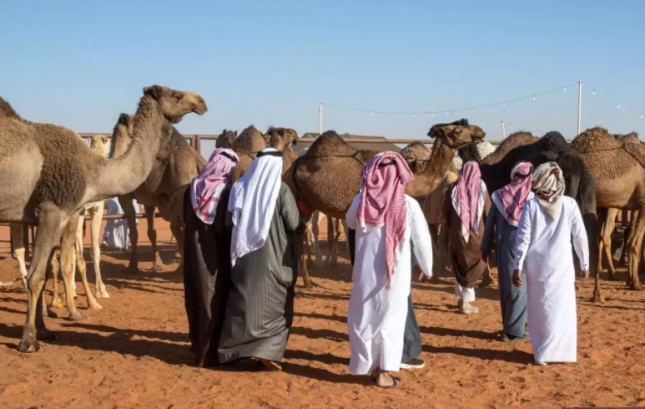 Kontes Kecantikan Unta di Abu Dhabi, Uni Emirat Arab (iStock)