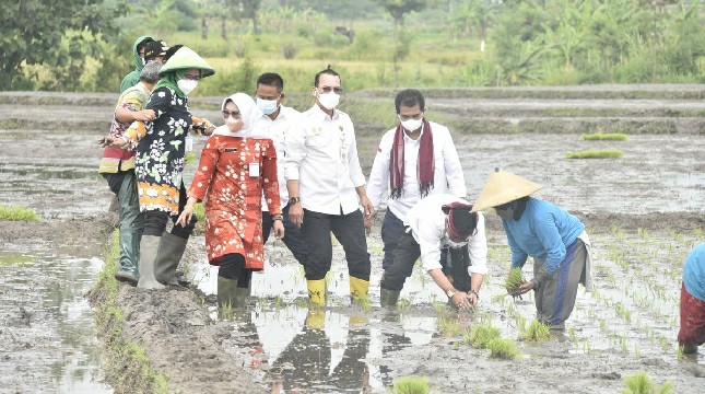 Menteri Pertanian Syahrul Yasin Limpo menanam padi di sawah