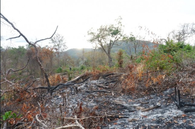 Hutan Bowosie Labuan Bajo, Nusa Tenggara Timur (Ist)