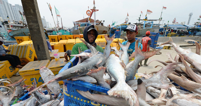 Ilustrasi penangkapan ikan. (Dimas Ardian/Bloomberg/Getty Images)
