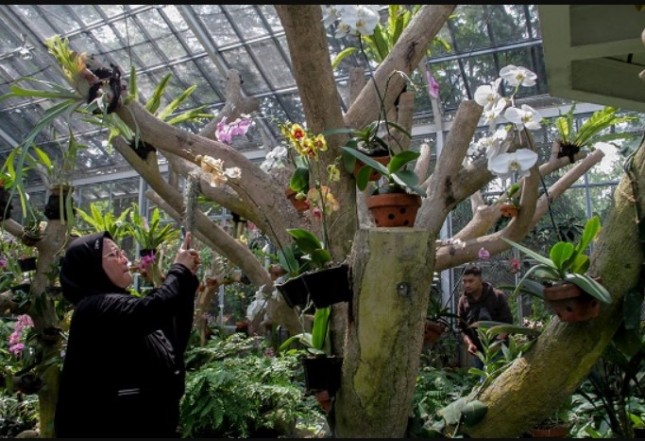 Griya Anggrek di Kebun Raya Bogor (Foto: bogor-kita.com)