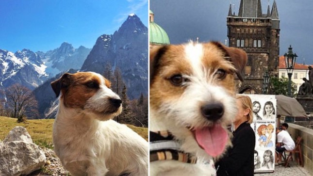 Monk Seekor Anjing yang Bertraveling (Foto:boredpanda)