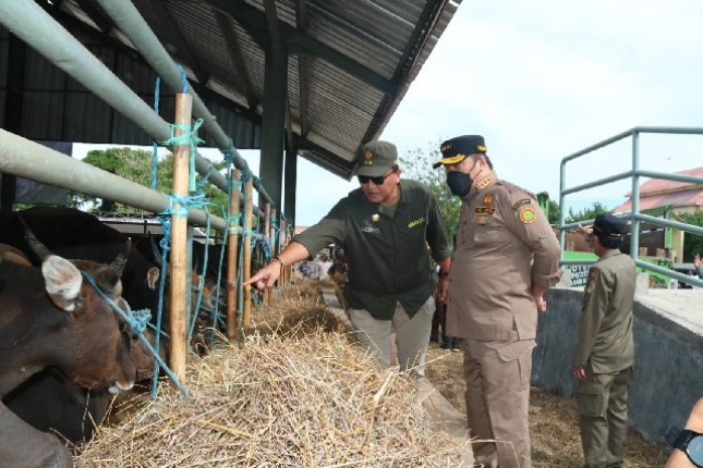 Inspektur Jenderal Kementan Jan Samuel Maringka saat ikut memantau pengecekan hewan di Kupang, NTT.