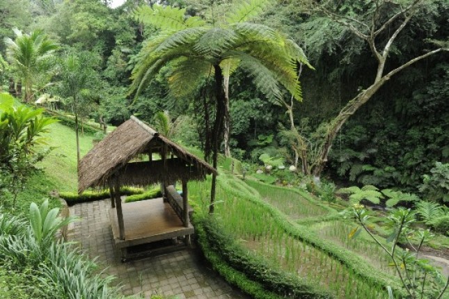 Desa Wisata Taro Bali