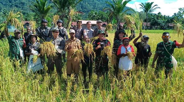 Satgas Pamtas Yonif 12KC Bantu Warga Distrik Senggi Papua Panen Padi
