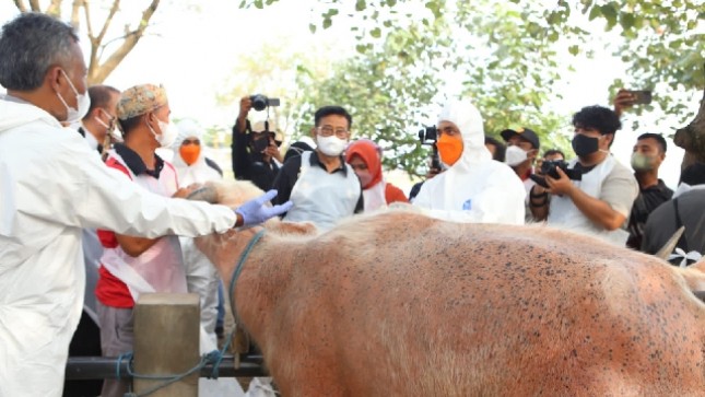 Vaksinasi hewan di Grobogan 