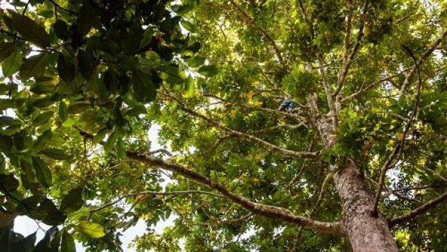 Pohon Kenari Maluku