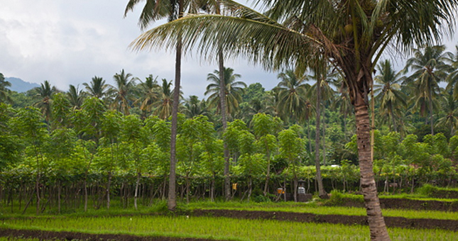 Ilustrasi kebun kelapa. (Foto: Education Images)