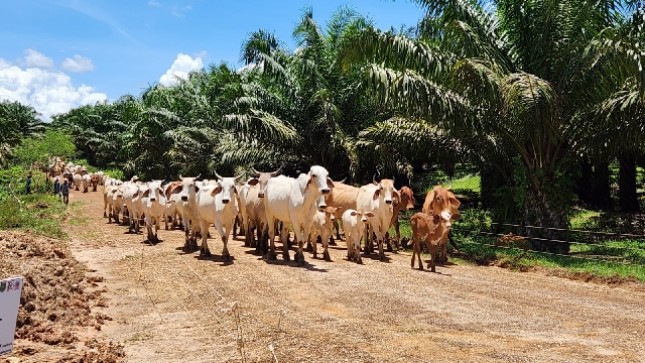 Sapi-sapi yang dikembangkan di tengah perkebunan Sawit