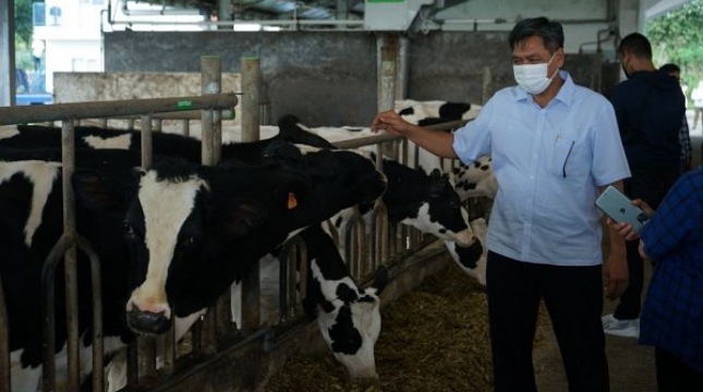 Direktur Jenderal Industri Agro Kemenperin Putu Juli Ardika saat mengunjungi peternakan sapi frisian flag