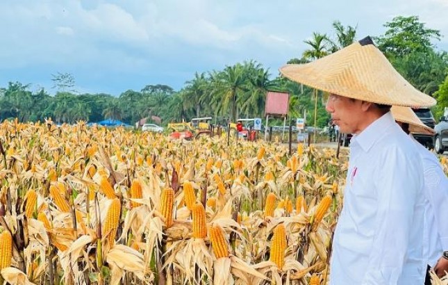 Presiden Jokowi Tinjau Ladang Jagung di Kabupaten Keerom Papua