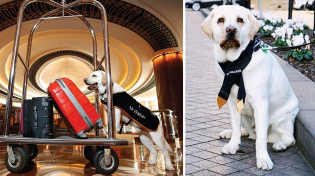 Mr. Walker Anjing Pekerja di Hotel Park Hyatt di Melbourne, Australia (Foto: Instagram/Park Hyatt Melbourne/Guide Dogs Victoria)