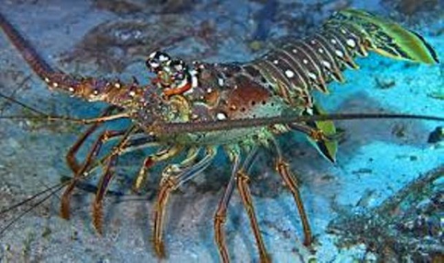 Ilustrasi Lobster (Foto Ist)