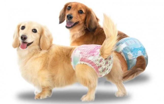 Unicharm Pet meluncurkan popok khusus anjing, Manner Wear.