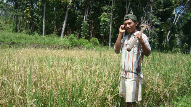 Ladislaus Petani Sawah di Nantal Desa Sita, Manggarai Timur, Flores, NTT/ Foto: kormen barus