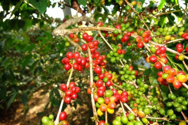 Kopi Indonesia (Foto Ist)