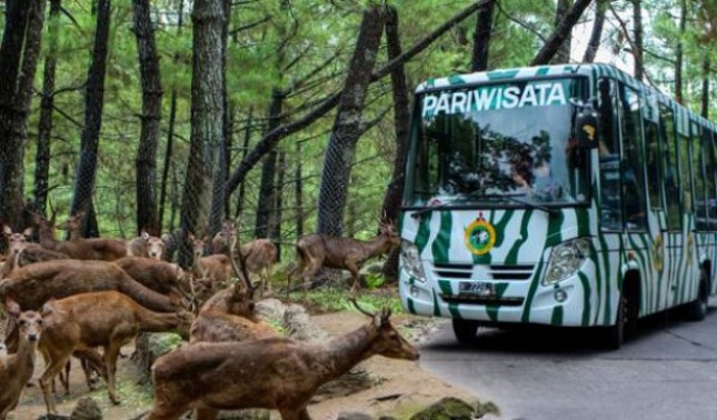 Taman Safari Indonesia (Foto Ist)