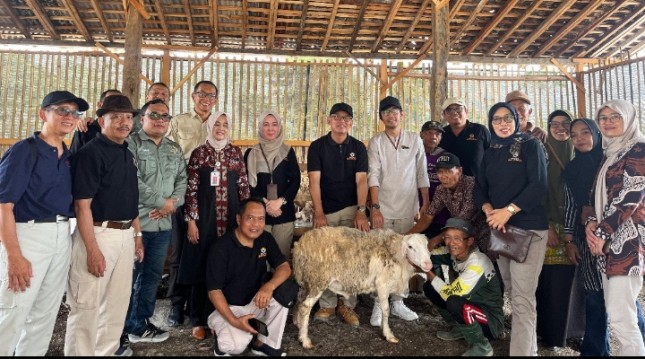 Program Inti Plasma Pengembangbiakan Domba di Gunungkidul, Yogyakarta