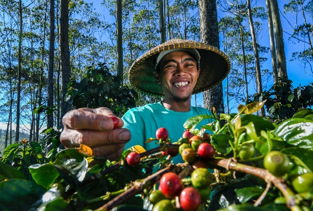 Petani Kopi binaan BRI