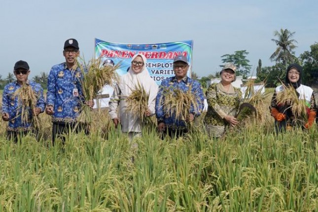 GA & Comrel Manager SBI Pabrik Cilacap, Dewi Hestyani (kanan) bersama Kepala Bappeda Kabupaten Cilacap, Sujito (kedua kiri) usai panen perdana padi varietas biosalin 2 di Desa Ujungmanik, Kecamatan Kawunganten, Kabupaten Cilacap, Jawa Tengah, pada Kamis (17/4/2025).