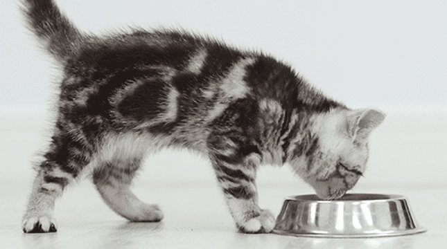 ilustrasi kucing