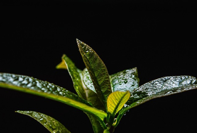 Ilustrasi Daun Alpukat/Pixabay
