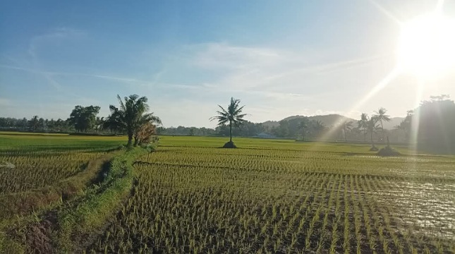 ilustrasi sawah