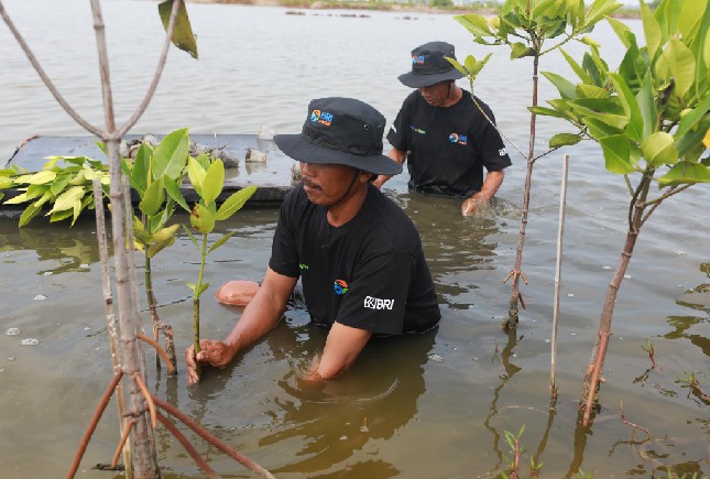BRI tanam Mangrove