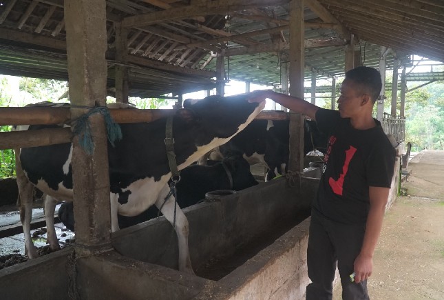 Peternak Sapi Perah Binaan BRI