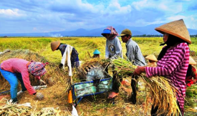 Petani Lebak Banten Panen Padi 55 622 Ton Gabah Kering 