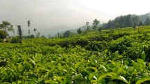 Ilustrasi kebun teh (ist)