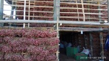 Sentra bawang merah