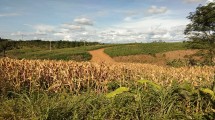 Tanaman jagung