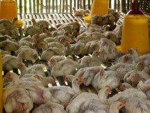 Foto Ilustrasi flu burung H9N2