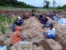 Petani (Foto Dok Industry.co.id)