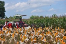 Kebun Jagung (Foto Dok Industry.co.id)