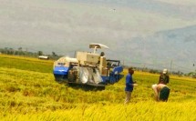 Sawah foto Doc Kementan