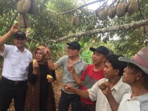 Panen duren (Foto: doc Kementan)