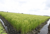 Sawah di lahan rawa
