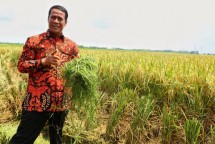 Mentan Amran Sulaiman di sawah
